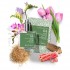 Eau de Parfum 04 Freesia & Tulip